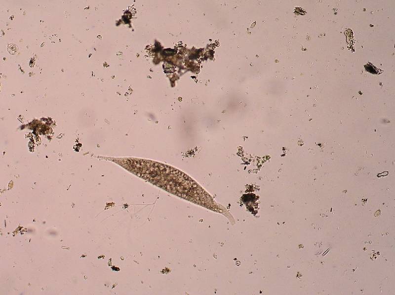 P9270541c nalevnik Dileptus 